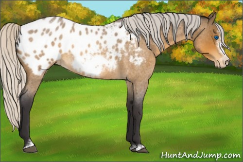 Horse Color:Silver Buckskin Roan Sabino Frame Appaloosa 