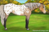 Horse Color:Silver Buckskin Roan Sabino Frame Appaloosa 