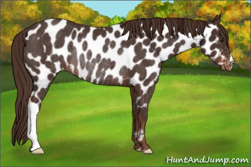 Horse Color:Liver Chestnut Appaloosa Rabicano 