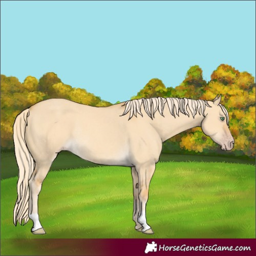 Horse Color:Gold Cream Champagne Dun Rabicano 