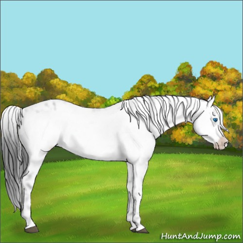 Horse Color:Black Frame