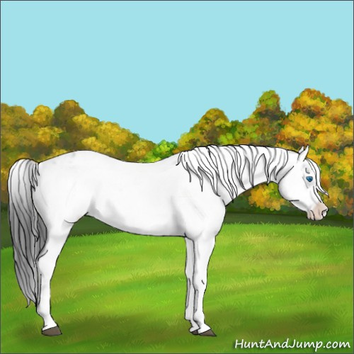 Horse Color:Black Frame Appaloosa 