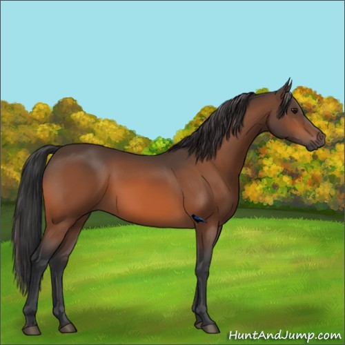 Horse Color:Bay 