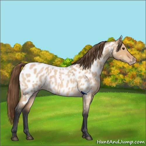 Horse Color:Bay Roan Dun Appaloosa