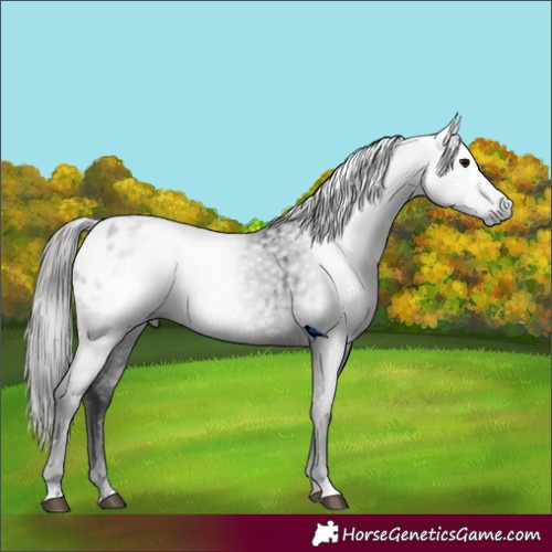 Horse Color:Gray Black Appaloosa 