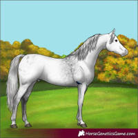 Horse Color:Gray Black Appaloosa