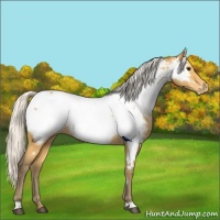Horse Color:Silver Buckskin Near Fewspot Rabicano