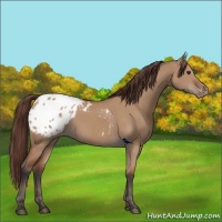 Horse Color:Bay Dun Appaloosa 