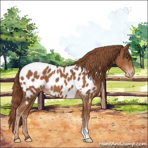 Horse Color:Chestnut Appaloosa 
