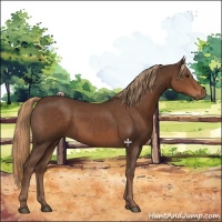 Horse Color:Liver Chestnut 