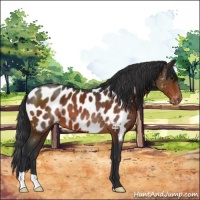 Horse Color:Bay Near Leopard 
