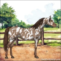 Horse Color:Liver Red Dun Appaloosa 