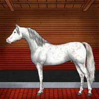 Horse Color:White Spotted Liver Red Dun Pearl Appaloosa 
