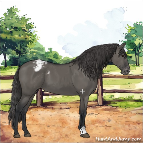 Horse Color:Grullo Snowcap