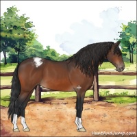 Horse Color:Bay Appaloosa 
