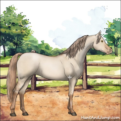 Horse Color:Liver Red Dun Pearl 