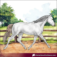 Horse Color:White Spotted Amber Champagne Dun Appaloosa 