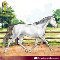 Horse Color:Chestnut Splash Appaloosa 