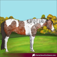 Horse Color:Bay Ice Tobiano 