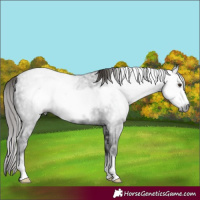 Horse Color:Gray Liver Chestnut Ice Sabino Frame 
