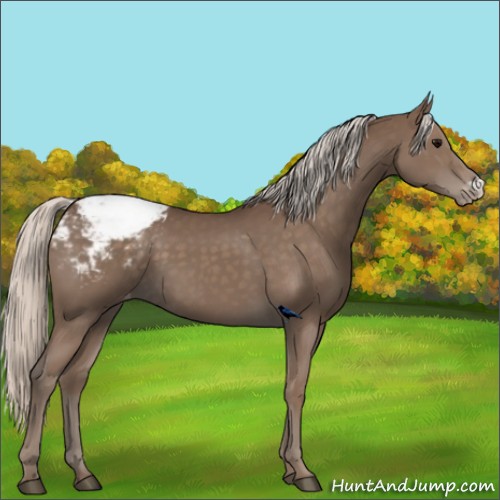 Horse Color:Silver Black Appaloosa