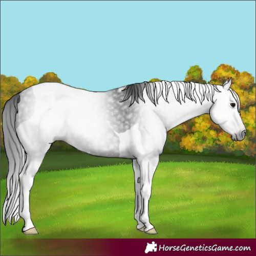 Horse Color:Gray Brown Tobiano 