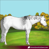 Horse Color:Gray Brown Tobiano