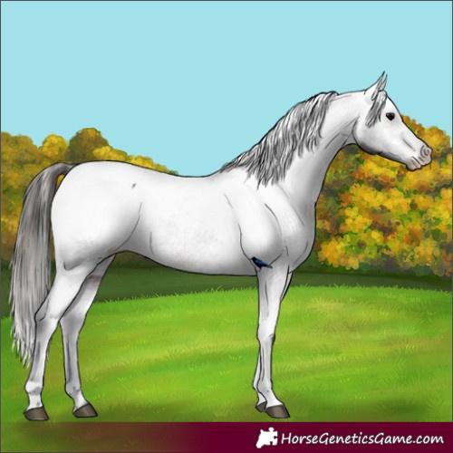 Horse Color:Brown Appaloosa 