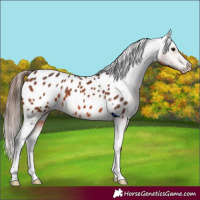 Horse Color:Brown Appaloosa