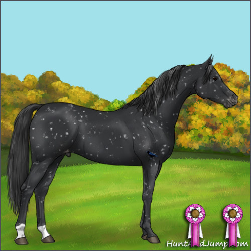 Horse Color:Black Appaloosa 