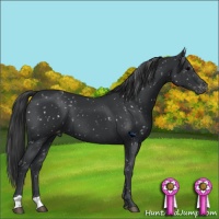 Horse Color:Black Appaloosa