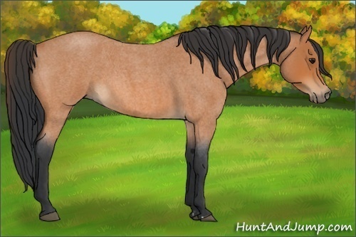 Horse Color:Bay Roan  and Bay Roan Frame 