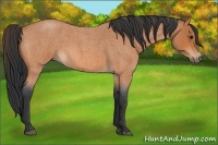 Horse Color:Bay Roan  and Bay Roan Frame 