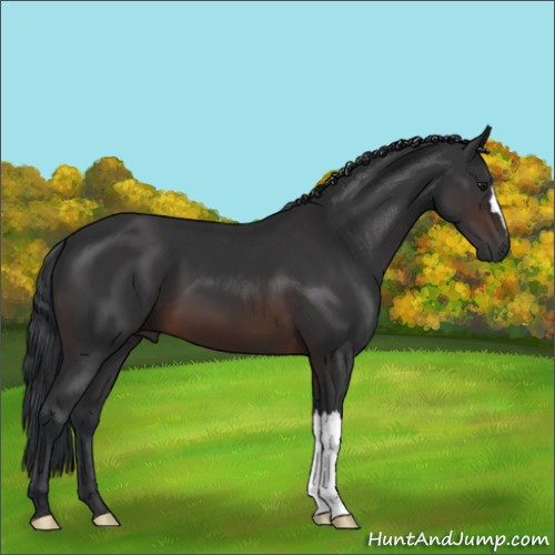 Horse Color:Brown 