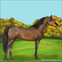 Horse Color:Void Buckskin 