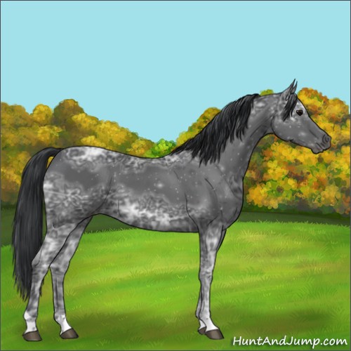 Horse Color:Black Ice 