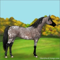 Horse Color:Void Brown Ice Splash
