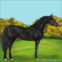 Horse Color:Void Brown Roan 