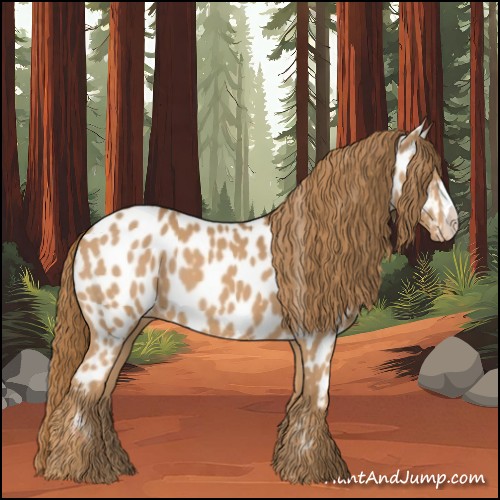 Horse Color:Chestnut Appaloosa