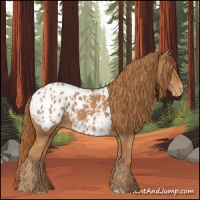 Horse Color:Chestnut Appaloosa 