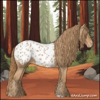 Horse Color:Chestnut Appaloosa