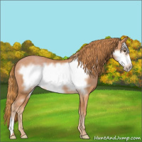 Horse Color:Chestnut Frame Rabicano 