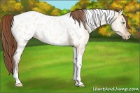 Horse Color:Amber Champagne Ice Dun Tobiano Appaloosa Rabicano 