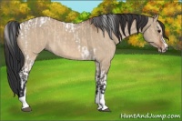 Horse Color:Bay Dun Tobiano Rabicano  and Bay Dun Sabino 