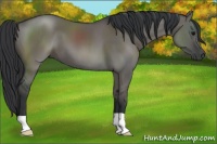 Horse Color:Grullo 