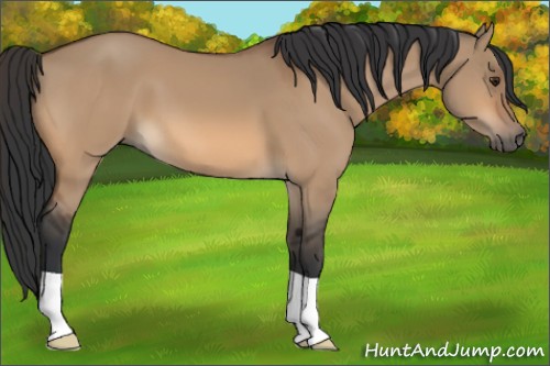 Horse Color:Bay Dun