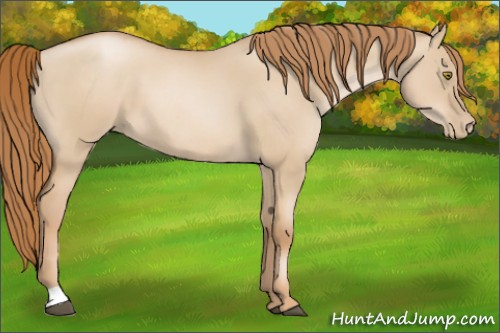 Horse Color:Red Dun Pearl 