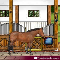 Horse Color:Bay 