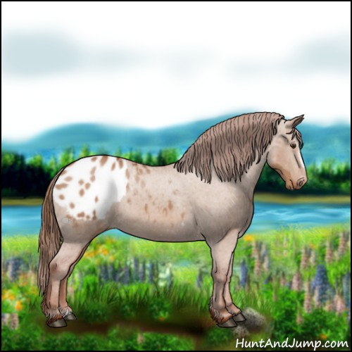 Horse Color:Red Dun Frame Appaloosa 