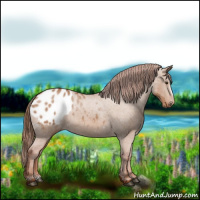 Horse Color:Red Dun Frame Appaloosa 